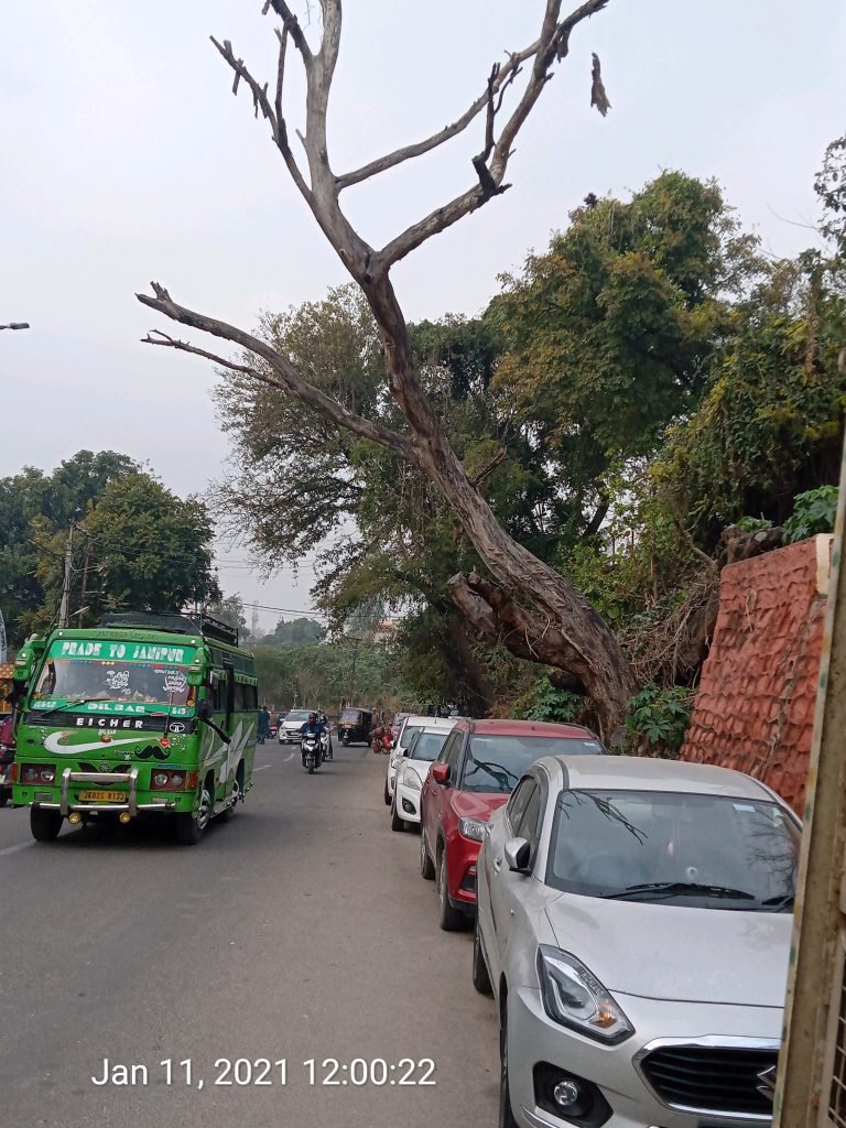 Deadwoods in Forest Deptt fail to remove dry tree