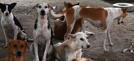 Stray dogs maul toddler inside gated society